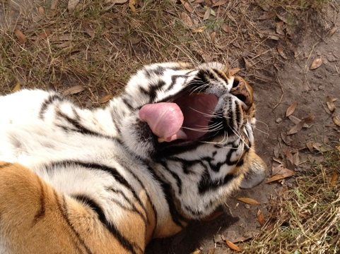 Sleeping in a sunbeam is China Doll the tigress at BCR