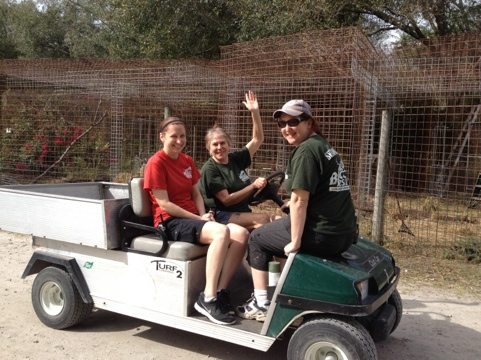 Green Shirts Lisa and Maureen shuttling a new Red Shirt Trainee  Today at Big Cat Rescue Speak Up for Tortured Bobcat 20120121 135550