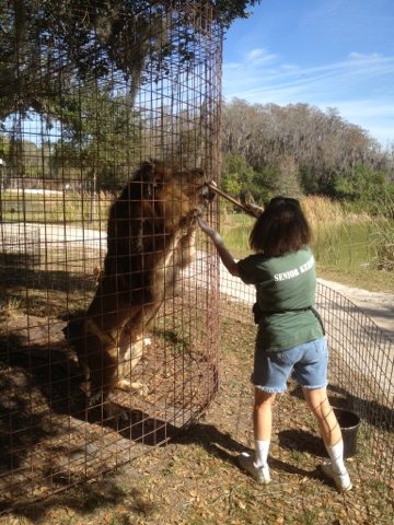 Mary Lou doing Operant Conditioning w Joseph the Lion  Today at Big Cat Rescue Jan 24 20120124 120028
