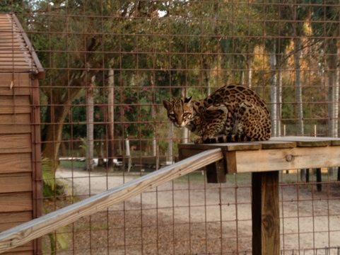 Nirvana the Ocelot on her new ramp, courtesy of Big Cat Rescuers