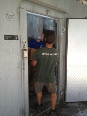 Jarred and Intern offloading meat into the freezer