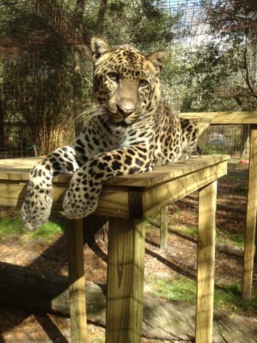 A look that only a Leopard can pull off  Today at Big Cat Rescue Jan 26 20120126 160914
