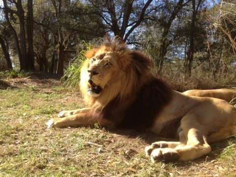Joseph the lion is one of our best singers  Today at Big Cat Rescue Jan 26 20120126 161115