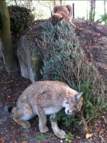 Jamie and Justin handed out the last 32 Christmas trees  Today at Big Cat Rescue Jan 26 20120126 191327
