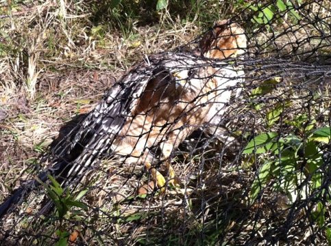 TX Tigers catch a hawk.  Jamie catches it and takes to vet.  Today at Big Cat Rescue Jan 26 20120126 191346