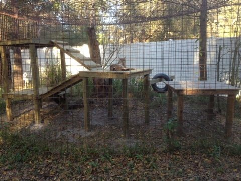 Breezy the bobcat enjoying a platform built by the Holleys  Today at Big Cat Rescue Jan 26 20120126 191351