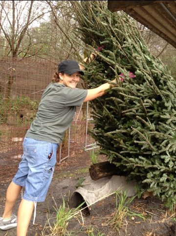 Big Cat Rescue President and Justin deliver 32 trees to cats