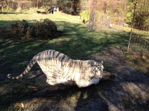 Zabu the white tiger sharpening her claws.  Cameron in background.