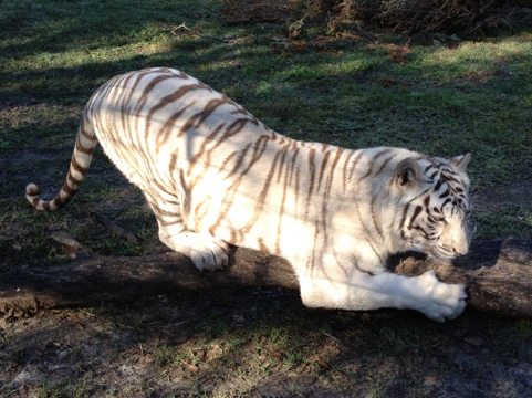 Zabu the white tiger is happy to be back out in the play yard