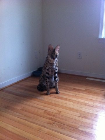 Serval that was caught in a raccoon trap in Richmond, VA  Today at Big Cat Rescue Jan 29 Army Strong 20120129 101953
