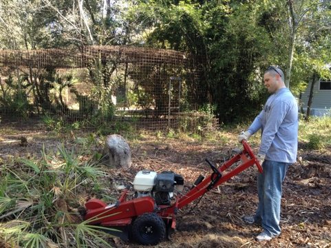 Army volunteer grinding down the bamboo stumps so we can mow  Today at Big Cat Rescue Jan 29 Army Strong 20120129 102747