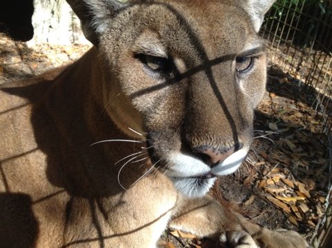Dr Wynn got a whole bag of fluids in Hallelujah today  Today at Big Cat Rescue Jan 29 Army Strong 20120129 155326