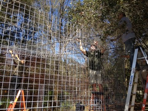 Cage roof panels slide across poles as rails and then are secured  Today at Big Cat Rescue Jan 29 Army Strong 20120129 155421