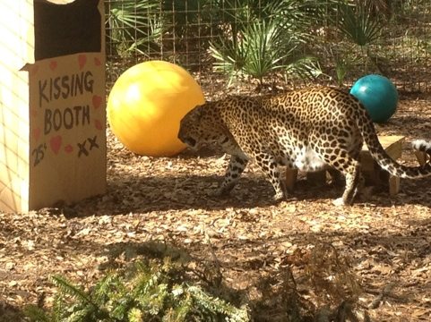 Lining up in front of the Leopard Kissing Booth  Today at Big Cat Rescue Feb 1 Countdown to Valentines Day 20120201 114623
