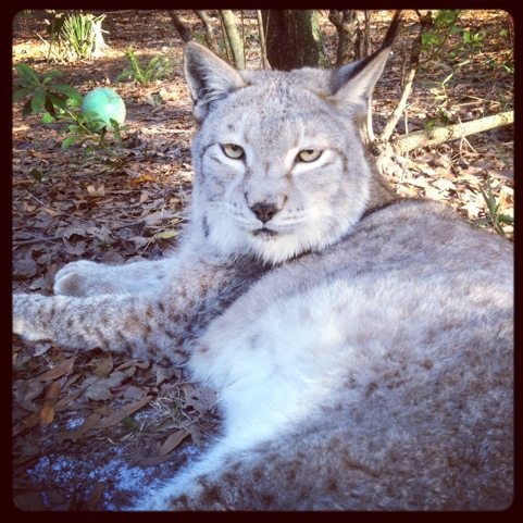 Beautiful Siberian Lynx photo by Chris Poole  Today at Big Cat Rescue Feb 1 Countdown to Valentines Day 20120201 190140