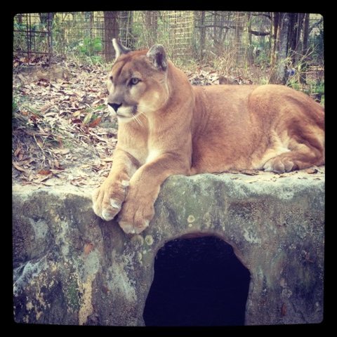 Beautiful Mountain Lion photo by Chris Poole  Today at Big Cat Rescue Feb 1 Countdown to Valentines Day 20120201 190151