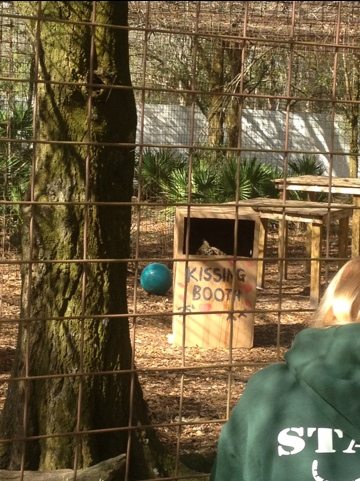 Jade the leopard peeks out at volunteers from her Kissing Booth