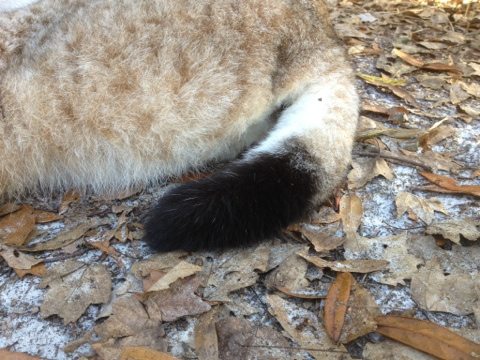 What kind of cat tail is black all the way around at the end like this?