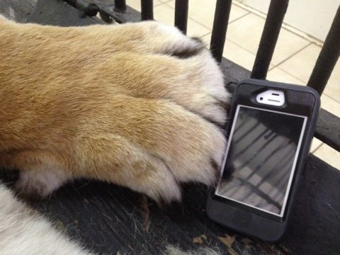 iPhone to give an idea of the size of this sedated tiger's paws