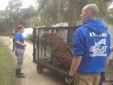 Interns helping with the transport of Shere Khan the tiger