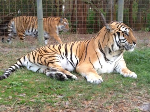 Shere Khan the tiger back outside and China Doll watching over him