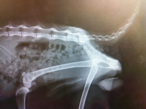 X-rays show that there are no broken bones in the fox