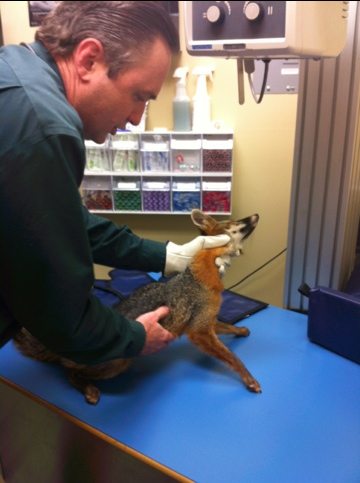 Dr Danielson examines the fox who cannot move his back legs at all