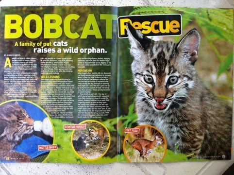 The rehab of Hope the baby bobcat inspires children world wide
