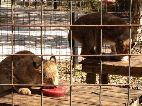 Apollo and Zeus LOVED their icy treats in the shape of hearts  Today at Big Cat Rescue Feb 14 Happy Valentines Day 20120214 134225