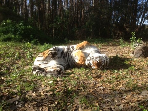 This tiger shows how good it is to be loved by all of you  Today at Big Cat Rescue Feb 14 Happy Valentines Day 20120214 160925