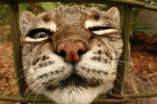 Little Feather the bobcat tries to stick her face out of the cage