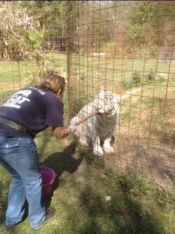 Master Keeper Barbara doing operant conditioning with white tiger