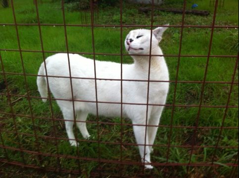 Pharaoh the white serval is solicitous to his feeder tonight