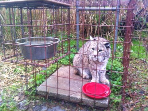 Windstar the bobcat patiently waits for his dinner