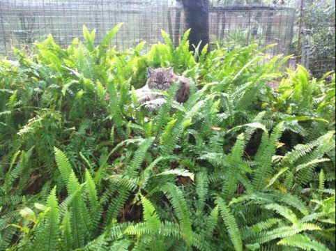 Raindance the bobcat nests in fern covered den in her new cat-a-tat