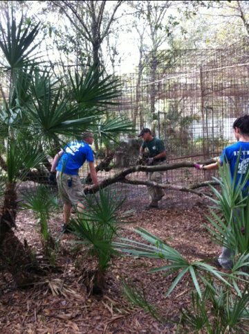 Volunteers make some improvements to Kawanah Lynx' home