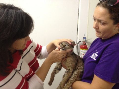 Rufus the bobcat gets checked by the vet in West Boensch Cat Hospital