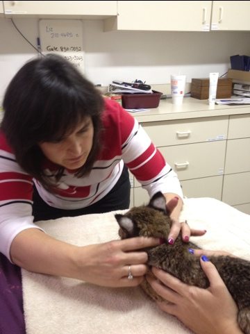 Dr Wynn examines Rufus the bobcat kitten's eyes