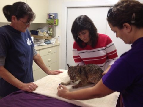 Gale, Dr Wynn and Jamie corral baby bobcat during physical exam