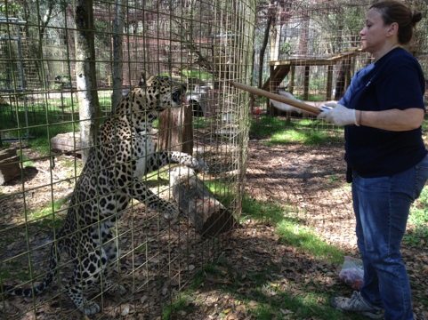 Master Keeper, Regina, does Operant Conditioning with Reno Leopard