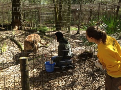 Jennifer shows Marcy Operant Conditioning w/ Sassyfrass the cougar