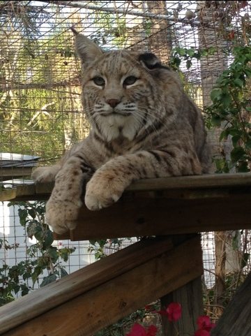 Windstar the bobcat observes the lake from his high perch 