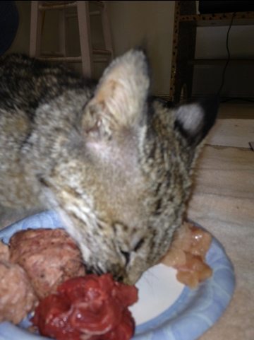 Rufus the bobcat kitten chows down on Natural balance and chicken