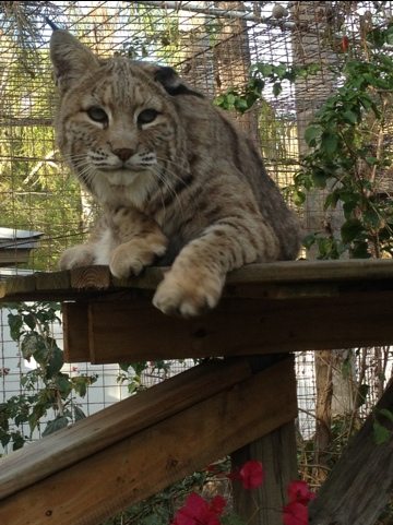 Windstar bobcat wonders what surprised Regina  Today at Big Cat Rescue Feb 23 20120223 085622