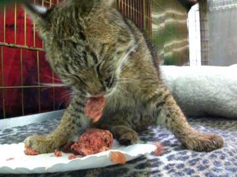 Rufus the bobcat kitten rips into his three meals a day