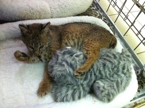 After dinner Rufus the bobcat kitten bathes himself and his toy