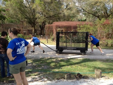 Big Cat Interns are always up for a challenge and a laugh  Today at Big Cat Rescue Feb 23 20120223 144402