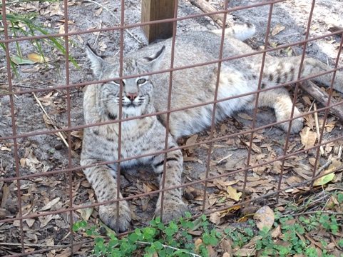 The show entertains the cats nearby, like Max the bobcat  Today at Big Cat Rescue Feb 23 20120223 145044