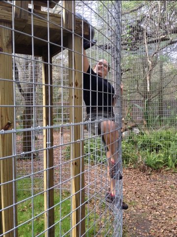 Jamie climbs wall of ocelot cage to give her a flower pot den  Today at Big Cat Rescue Feb 23 20120223 150320