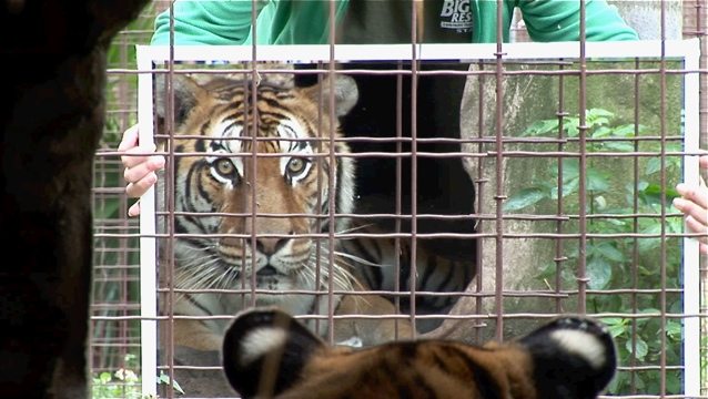 Flavio the tiger sees himself for the first time in 23 years